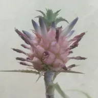 8.3 Atención a víctimas con discapacidades físicas o motoras