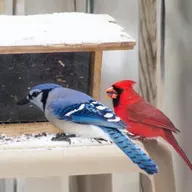 Pulling Rank at the Bird Feeder