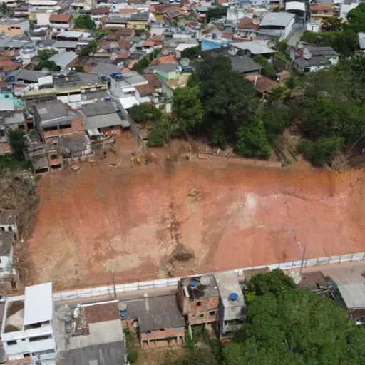 Leucenas e acácias são espécies "invasoras"? Especialista explica!