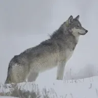 Controversy In Yellowstone