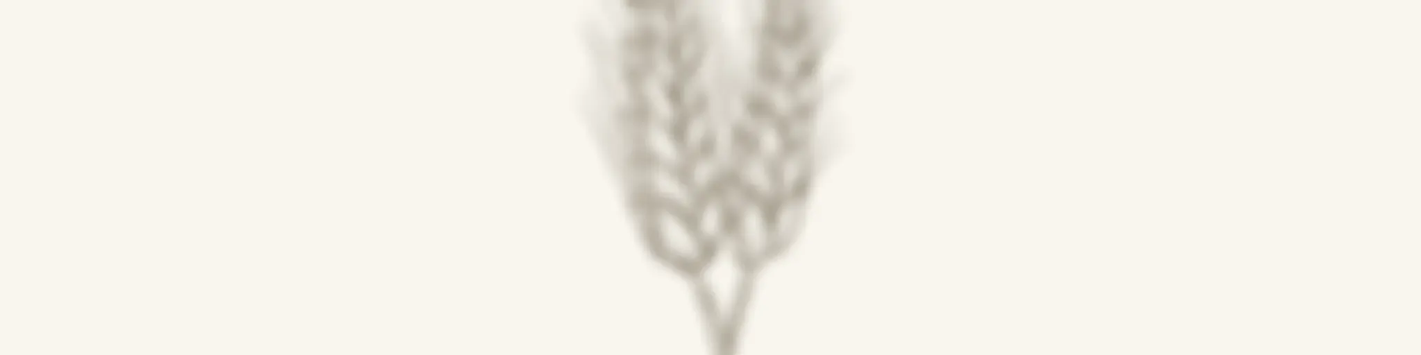 Sifted Wheat