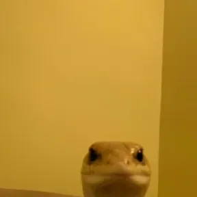 JvzinnX