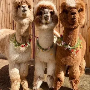Alpacaso