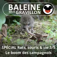SPÉCIAL Rats, souris & cie 3/5 : Le boom des campagnols