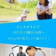 甘えん坊の愛犬とどう過ごす❓《前半》犬のプロ🐶コラボライブ(インスタ同時)