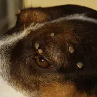 Um pouco mais sobre Carrapatos