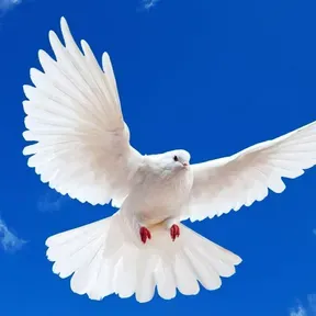 SHALON ADONAI