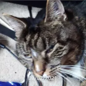 Odin Cat Radio