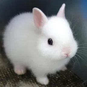 Kiniabunny