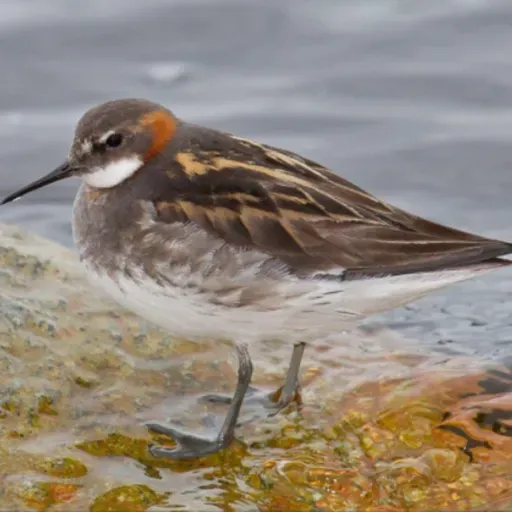 Coalition Defends Solar for All, Taming the Monsters of Halloween Waste, Chicago River Restored to Health and more.