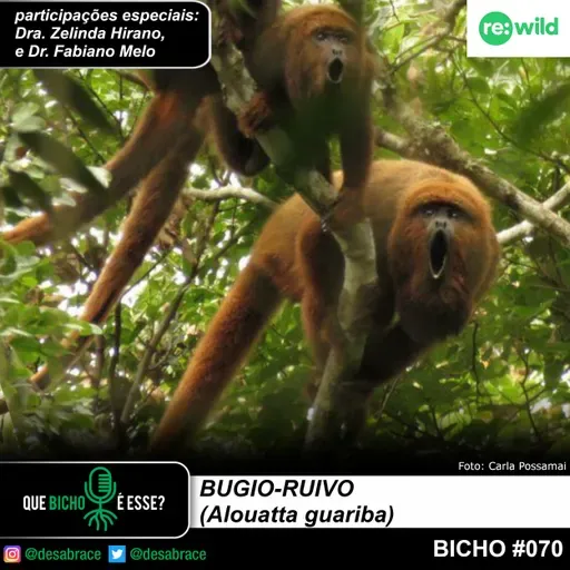 #vAPODN: bugio-ruivo (Alouatta guariba)