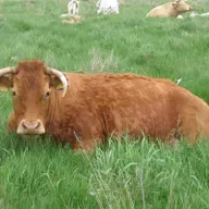 Поляны Ранды: царство перелётных птиц и диких коров