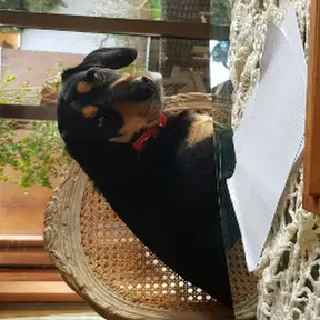 andamoruleta