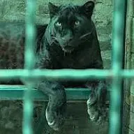 THE BRAZILIAN CAT (PT 2) by SIR ARTHUR CONAN DOYLE