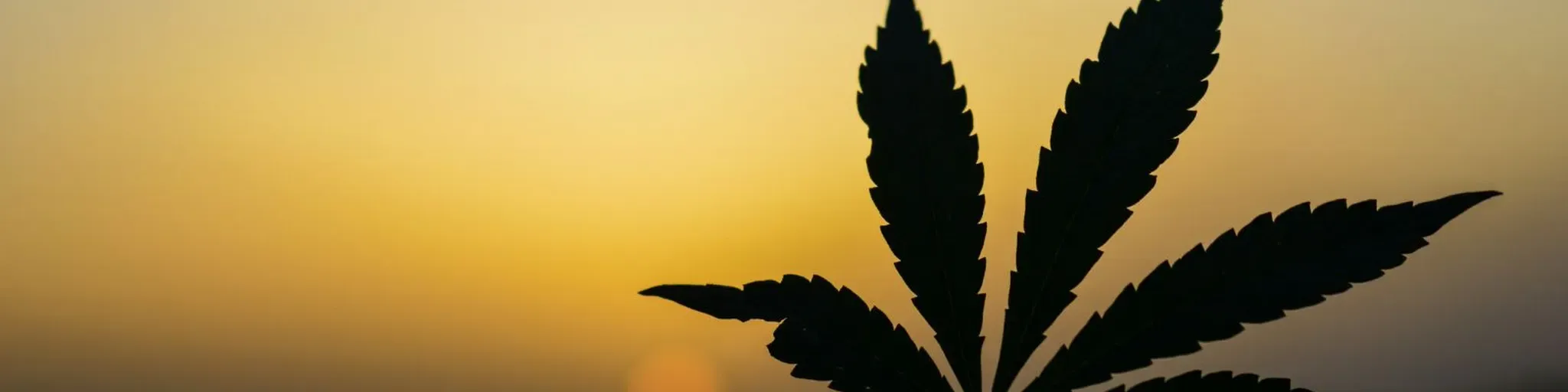 Radio WeeD