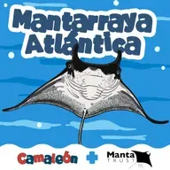 Mantarrayas: Las bailarinas gigantes del océano 🌊