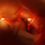 Does the Bible Comment on Abortion?