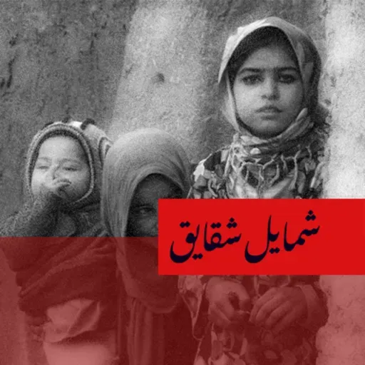 شمایل شقایق