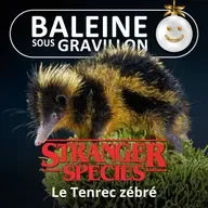 STRANGER SPECIES 4/12 : Le Tenrec zébré... "chante" avec ses piquants !