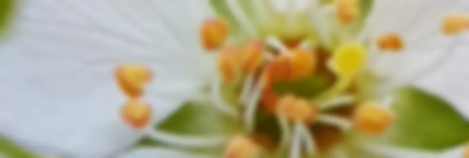 Jesus Rendezvous Ministry