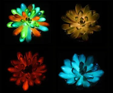 Işıl Işıl Sukulentler