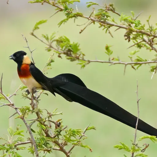 Paradise-Whydah