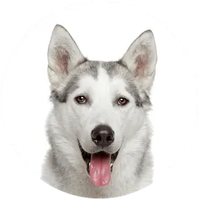 FurVibesFM