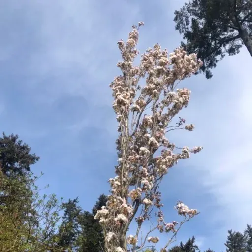 غزل شمارهٔ ۲: ای نفسِ خرّمِ بادِ صبا