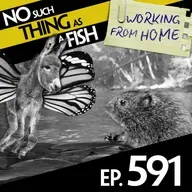 591: No Such Thing As Anti-Schmetterling Schnibbles