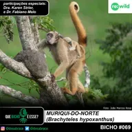 #vAPODN: muriqui-do-norte (Brachyteles hypoxanthus)