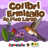 Colibrí Ermitaño de Pico Largo