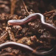 Dünyanın En Küçük Yılanı Yıllar Sonra Yeniden Görüldü