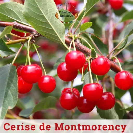 The Cerise de Montmorency — A Very French Cherry