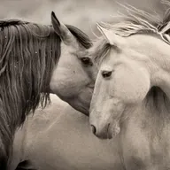 CABALLO VIEJO. Interpreta Ramon Carela