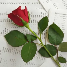 "Sin Palabras" (Poema) 