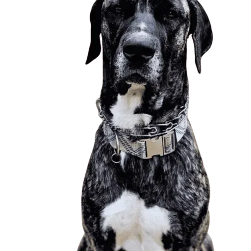 Why Humans Ask Dogs Questions We Can’t Answer