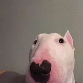 stream devgaming