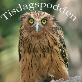 Tisdagspodden