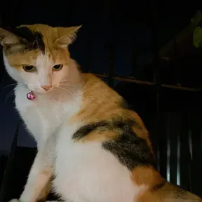 Saden_Thai1