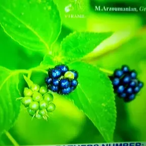 HERBAL  MARKETING RADIO