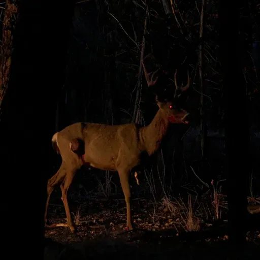 NO SILBES DE NOCHE: Encuentros aterradores con Skinwalkers