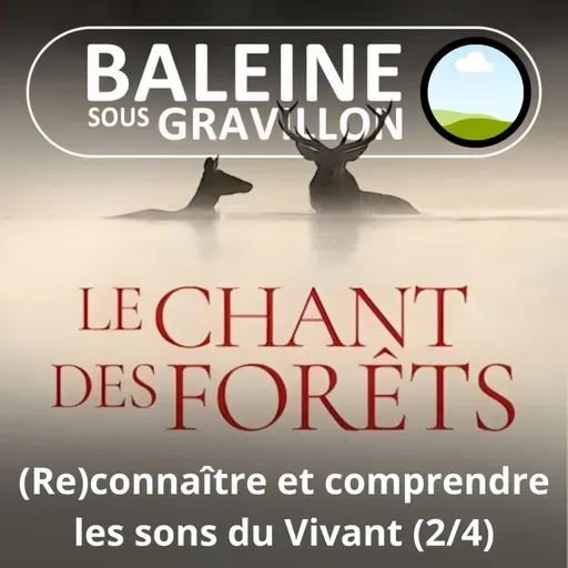 Le Chant des forêts 2/4 : (Re)connaître et comprendre les sons du Vivant (Marc Namblard)