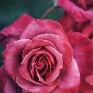 Banho de Pombagira Cigana para Amor e Sedução