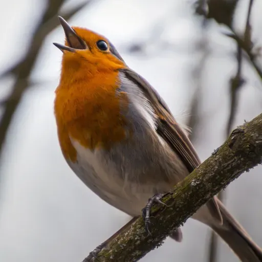 HONRANDO O CRIADOR COM CÂNTICOS DE LOUVOR