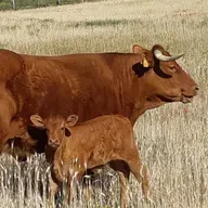 Calidad cárnica de tradición familiar en Valdemoro de la mano de Sumcarne Piros