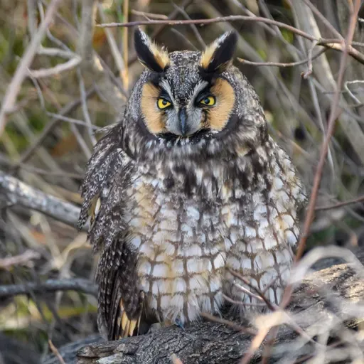 Owl Sounds with Becca Rowland