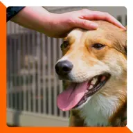 Ep.30 Tadinho do cachorro