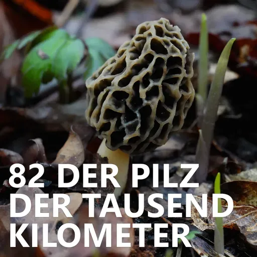 #82 Der Pilz der tausend Kilometer