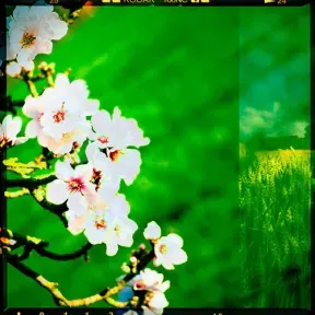 LoFi_Beats