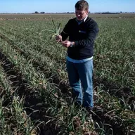 El Ajo Argentino: Poder Preventivo y Ciencia en el Desierto